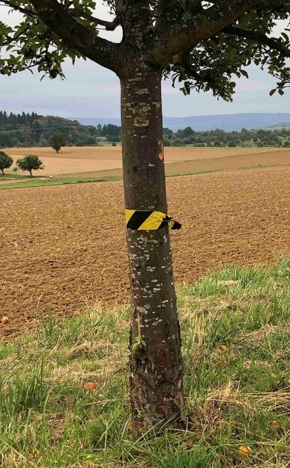 Markierte Bäume dürfen abgeerntet werden.